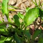 Viola arvensis ഇല