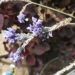 Lavandula pinnata Flower