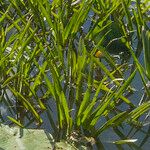 Stratiotes aloides Foglia