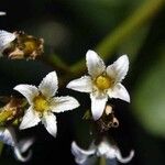 Nephrophyllidium crista-galli Kwiat