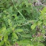 Coursetia dubia List