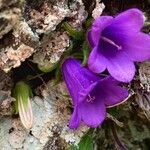 Campanula wanneri Bloem