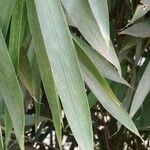 Phyllostachys sulphurea Hoja