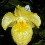 Paphiopedilum armeniacum Květ