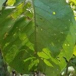 Vangueria madagascariensis Hoja