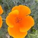 Eschscholzia californicaFlower