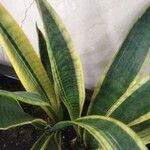 Sansevieria trifasciataLeaf