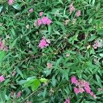 Spiraea japonica Λουλούδι