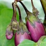 Solanum melongena Fruchs