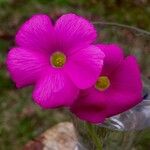 Oxalis purpurea Flower