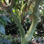 Clethra arborea Koor