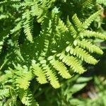 Dryopteris oreades Blad