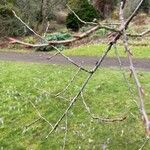 Prunus serrula Hoja