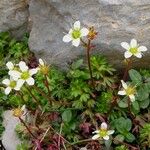 Saxifraga praetermissa Habit