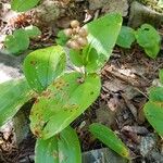 Maianthemum canadense Хабит