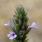 Verbena lasiostachys Çiçek