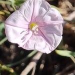 Convolvulus cantabricaFlor