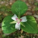 Trillium undulatum Flor