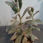 Kalanchoe tomentosa Folha