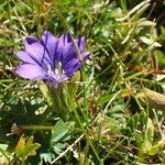 Gentiana pyrenaica Habit