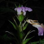 Acanthus montanus Flower