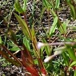 Epilobium palustre Листок