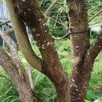 × Chitalpa tashkentensis Rusca