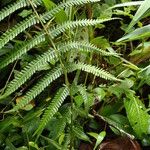 Thelypteris bergiana Leaf