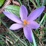 Crocus nudiflorus Flower
