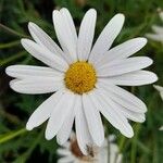 Argyranthemum frutescens Flower