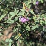 Melochia tomentosa Flower