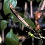 Ruttya fruticosa Плід
