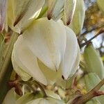 Yucca gloriosaFiore