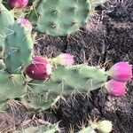 Opuntia stricta Fruct