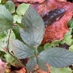 Rubus vestitus Blatt