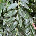 Sarcococca hookeriana Leaf