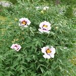 Paeonia rockii Flor