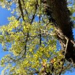 Acer platanoides Leht
