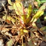 Biophytum umbraculum Hoja