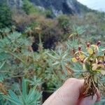 Euphorbia piscatoriaফুল