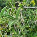 Crotalaria deflersii Лист