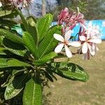 Plumeria obtusa 葉