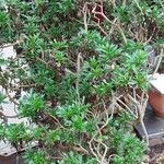 Euryops chrysanthemoides Vivejo