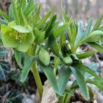 Helleborus viridis Flower