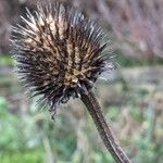 Dipsacus sativus Fleur