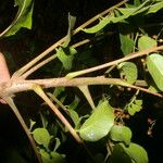 Mosquitoxylum jamaicense Frucht