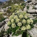 Heracleum pyrenaicum Floare