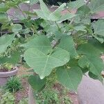 Erythrina caffra Hoja