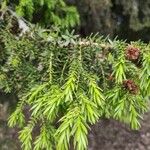 Juniperus drupacea Hostoa