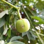 Manihot grahamii फल